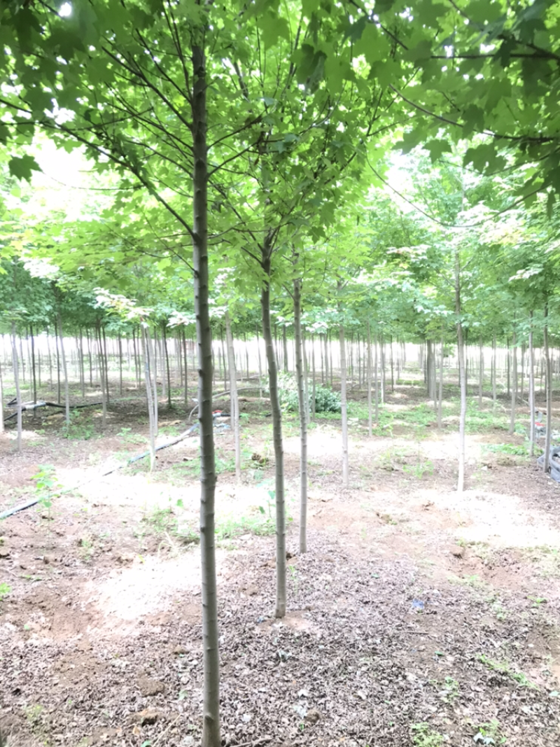 红点红枫8公分稀苗处理，大量红枫秋火焰10到20公分