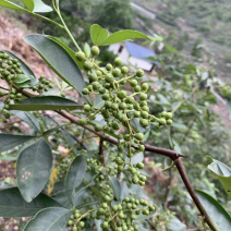 云南花椒藤椒