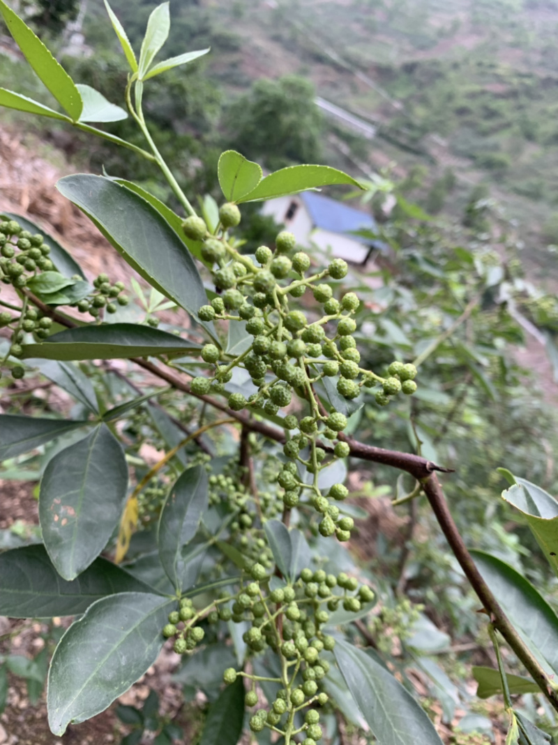 云南花椒藤椒
