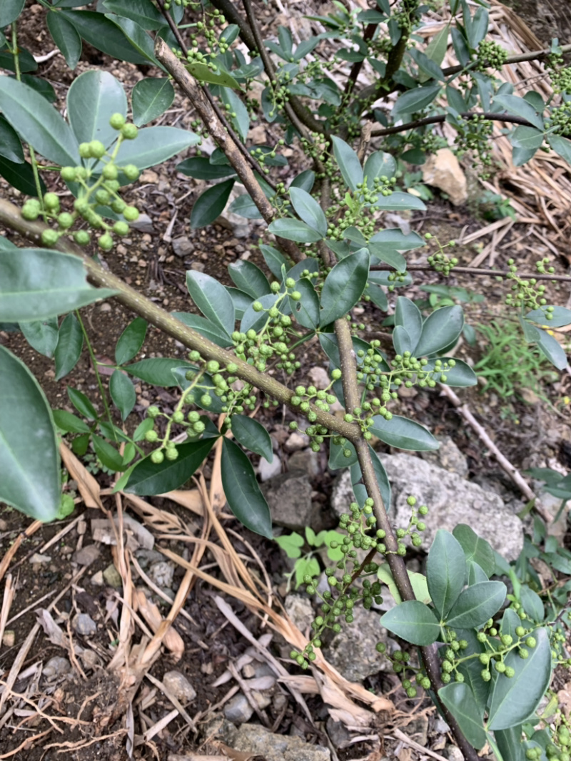云南花椒藤椒