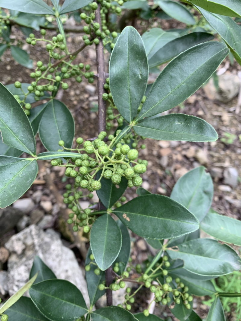 云南花椒藤椒