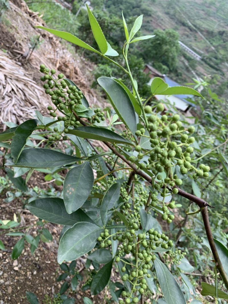 云南花椒藤椒