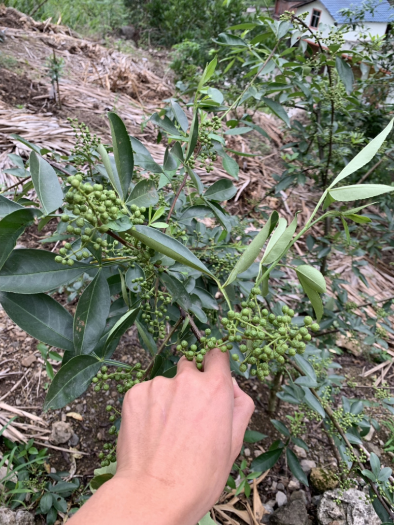 云南花椒藤椒
