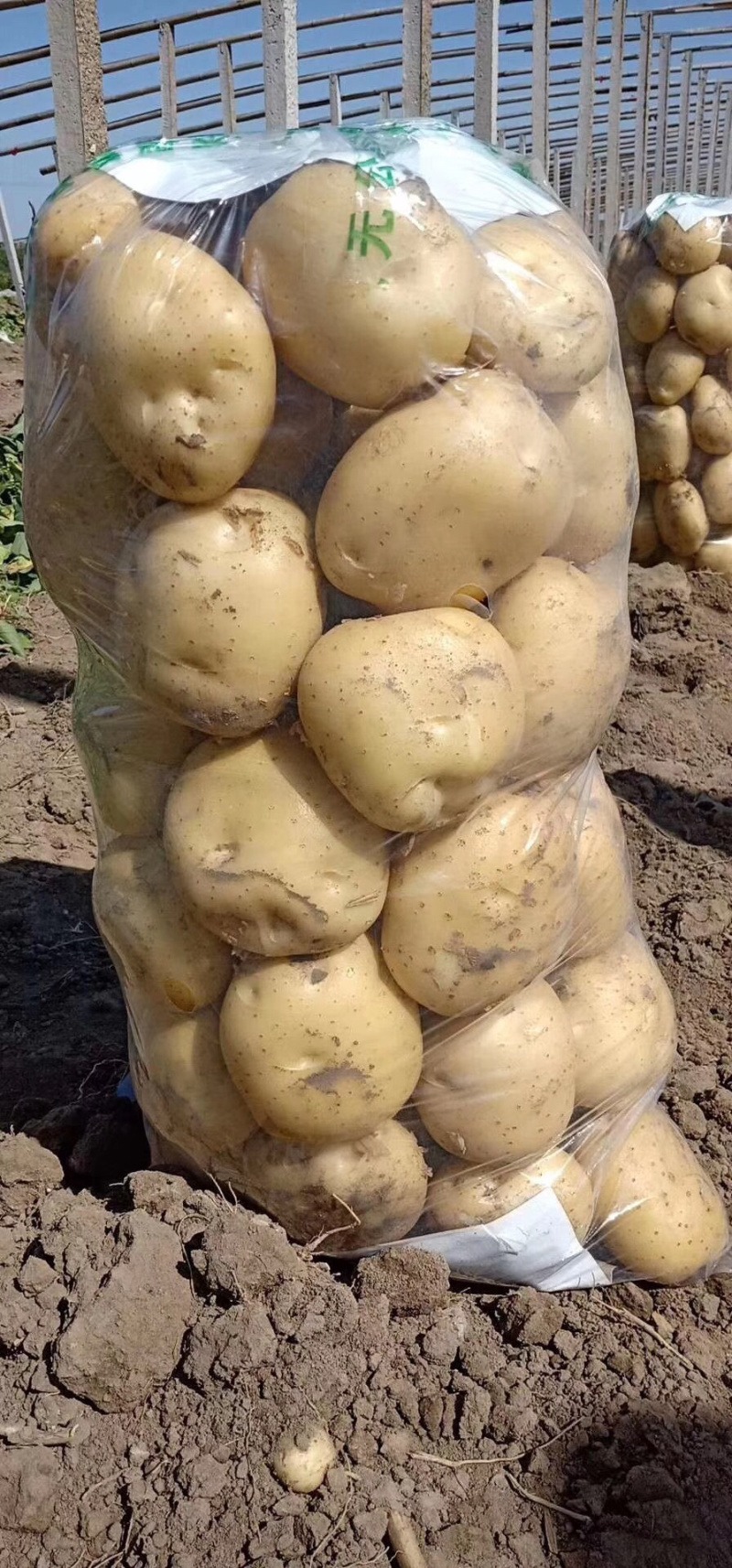 土豆中暑5