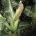 本地玉米糯玉米