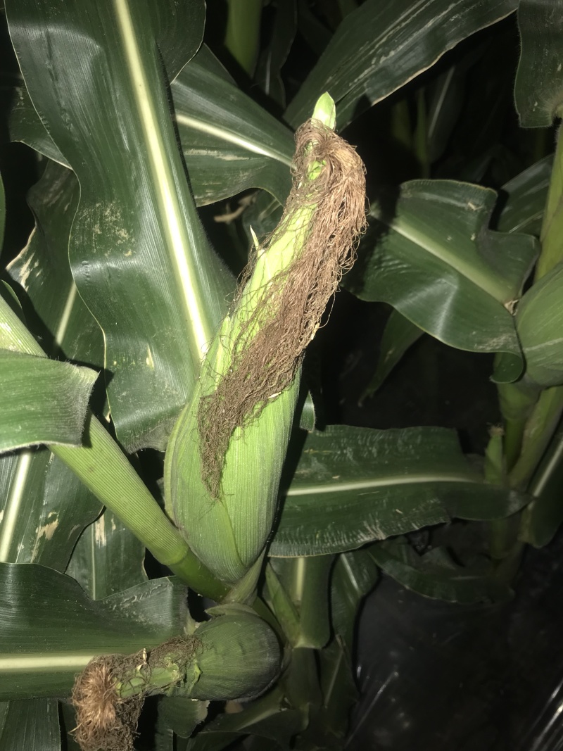 本地玉米糯玉米