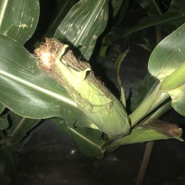 本地玉米糯玉米