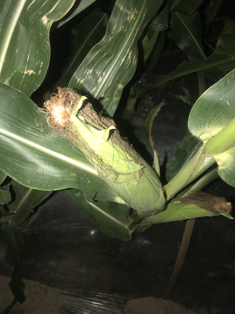 本地玉米糯玉米