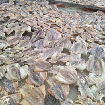 墨鱼干