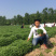 供应高钙菜苗养心菜种苗景天三七苗救心菜苗