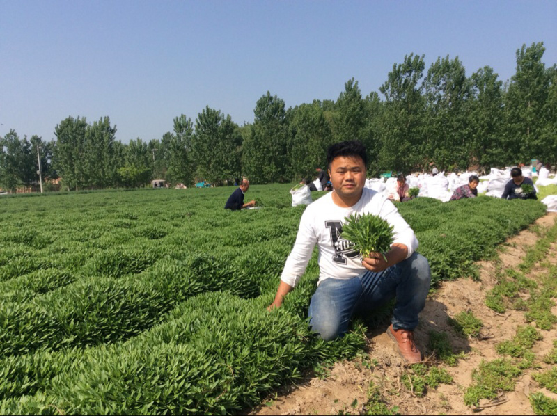 供应高钙菜苗养心菜种苗景天三七苗救心菜苗
