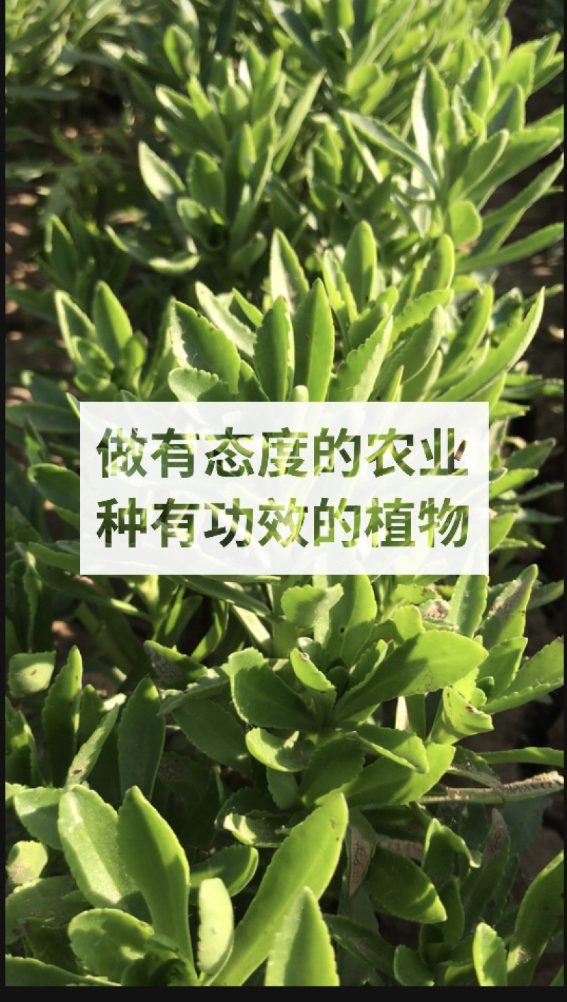 供应高钙菜苗养心菜救心菜种苗基地发货