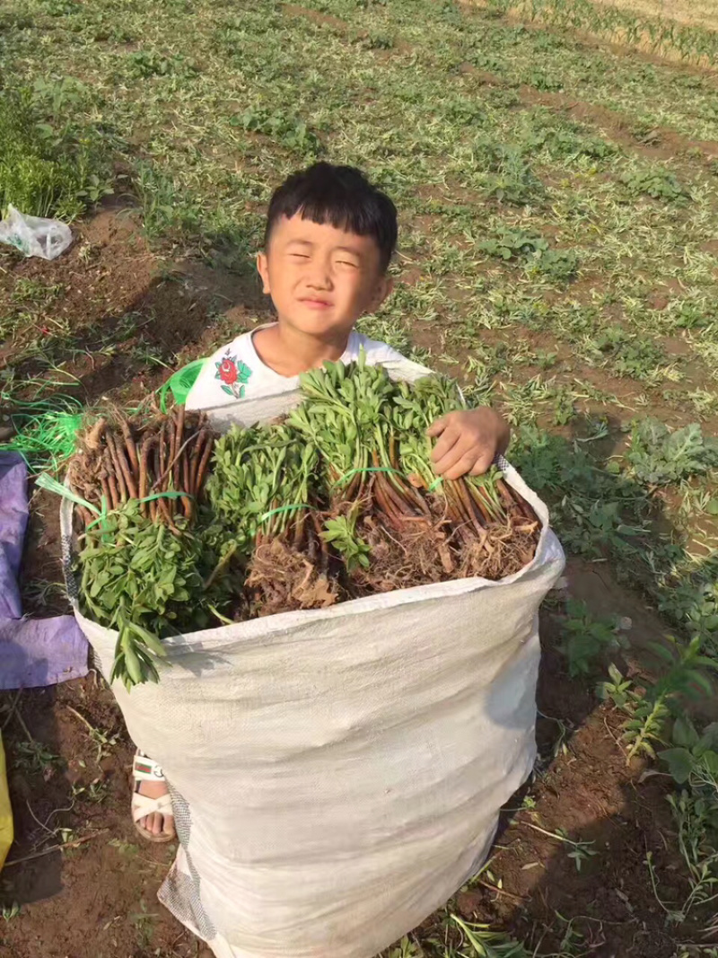 供应高钙菜种子费菜苗养心菜种苗救心菜产地直供