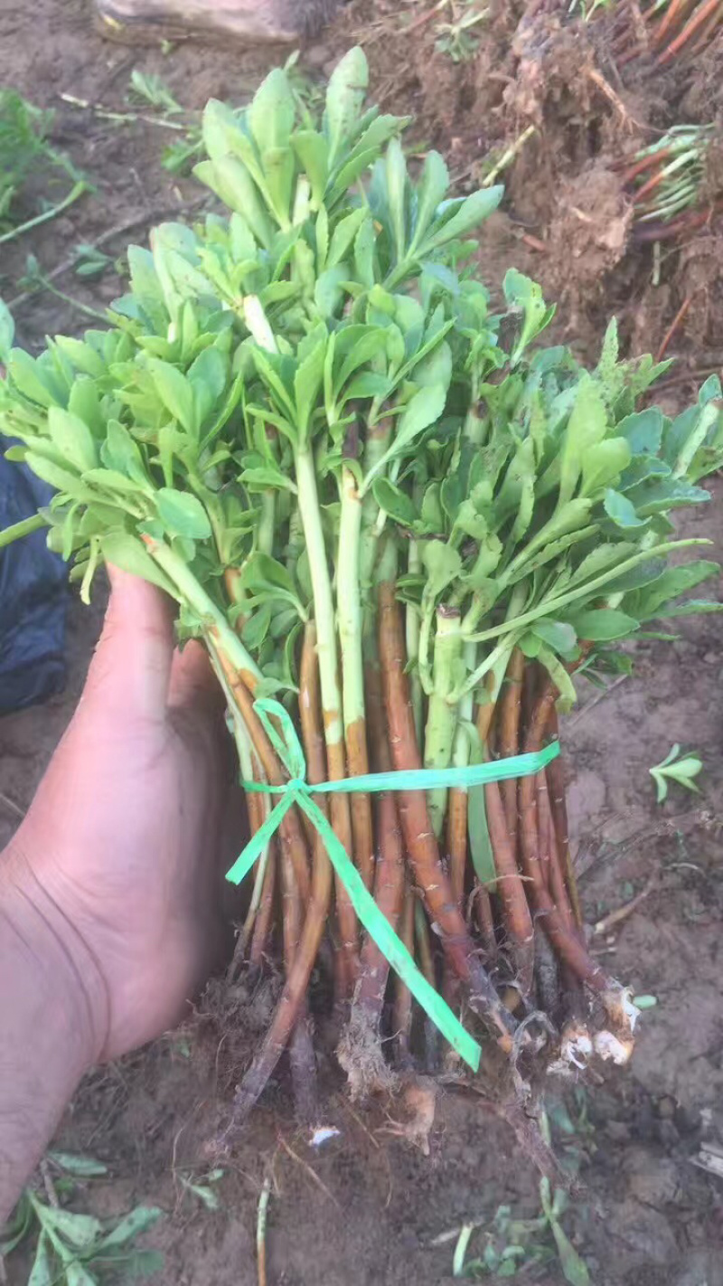供应高钙菜种子费菜苗养心菜种苗救心菜产地直供