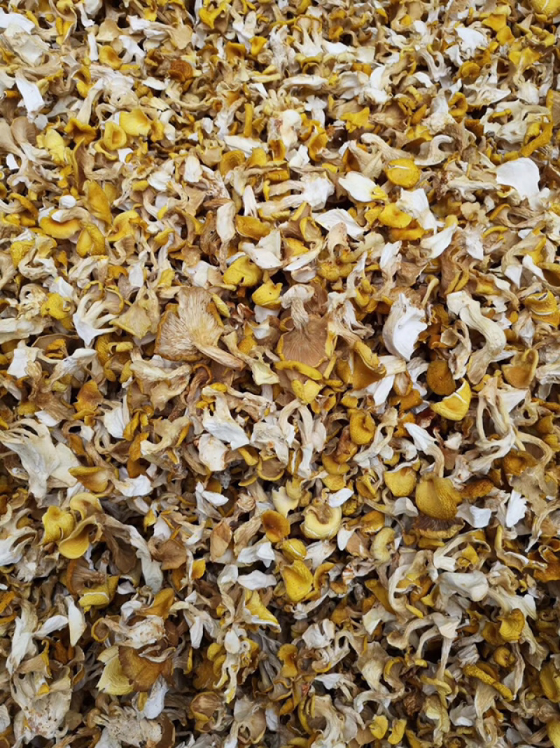 鸡油菌，弥黄菌，人工鸡油菌，鸡油黄