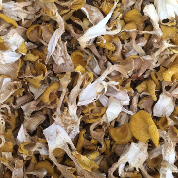 鸡油菌，弥黄菌，人工鸡油菌，鸡油黄