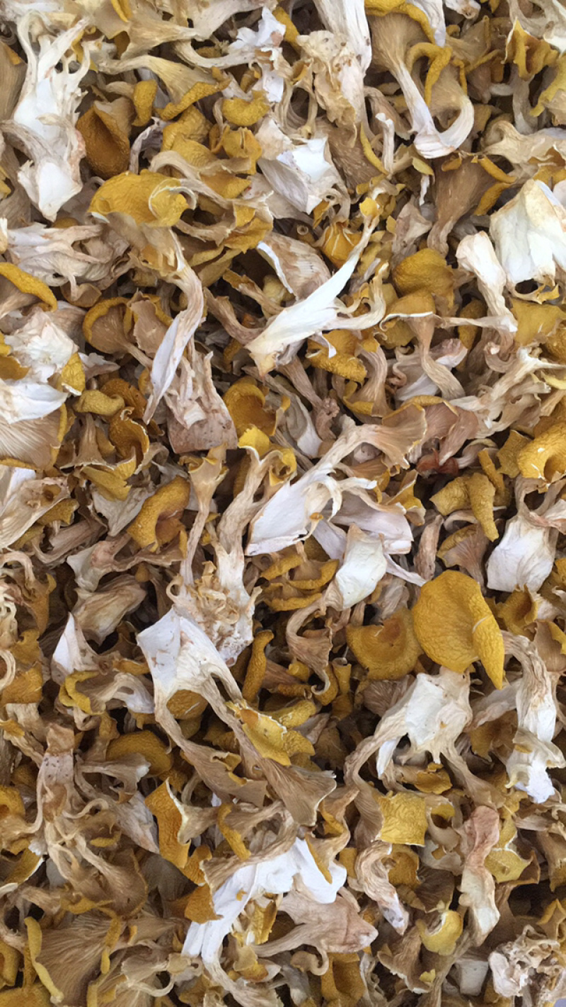 鸡油菌，弥黄菌，人工鸡油菌，鸡油黄