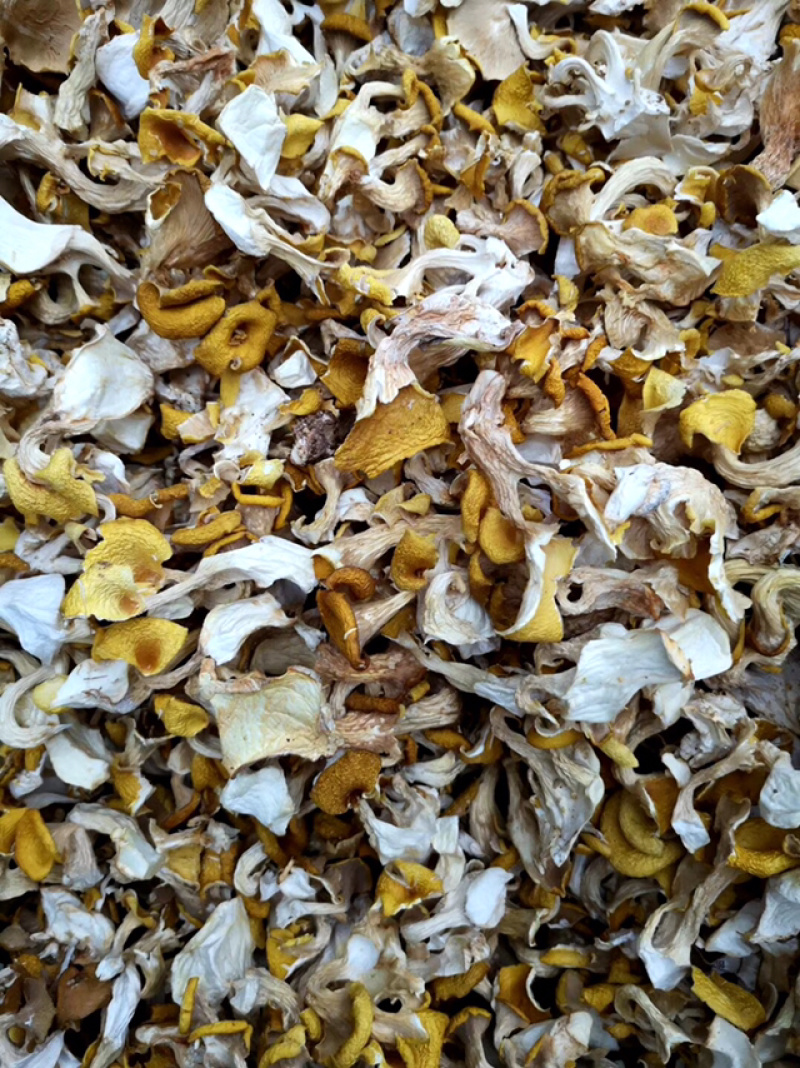 鸡油菌，弥黄菌，人工鸡油菌，鸡油黄