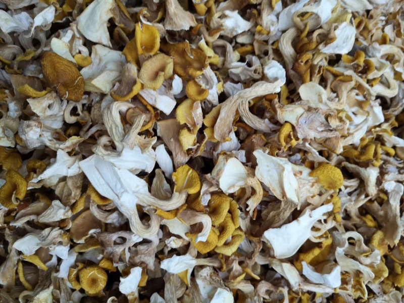 鸡油菌，弥黄菌，人工鸡油菌，鸡油黄