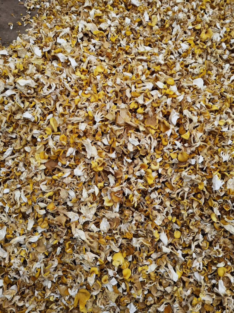 鸡油菌，弥黄菌，人工鸡油菌，鸡油黄