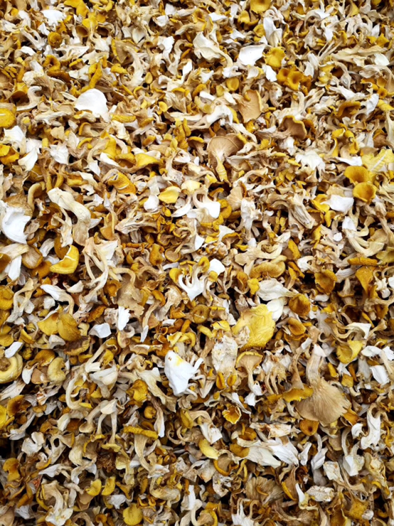 鸡油菌，弥黄菌，人工鸡油菌，鸡油黄