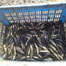 大量黑鱼苗出售塘口价