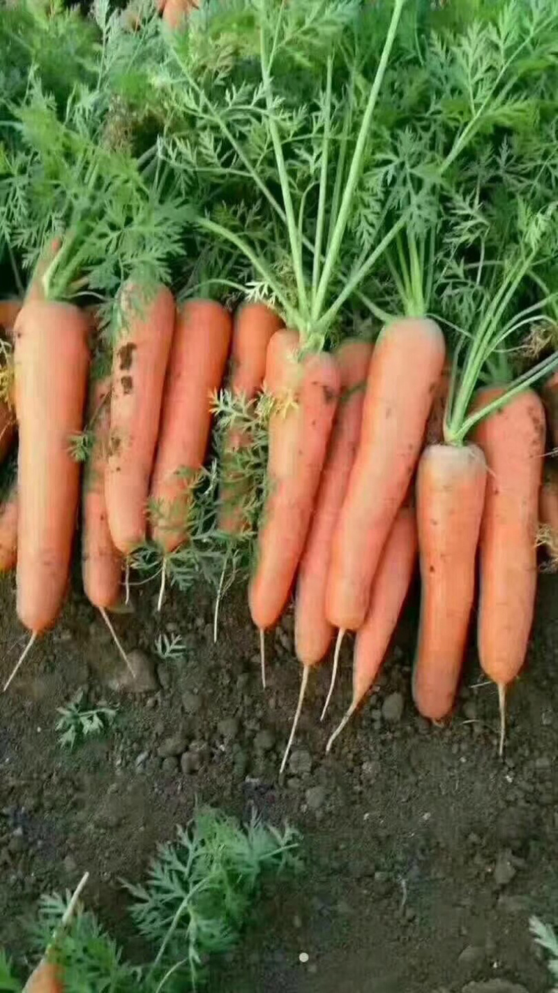 胡萝卜