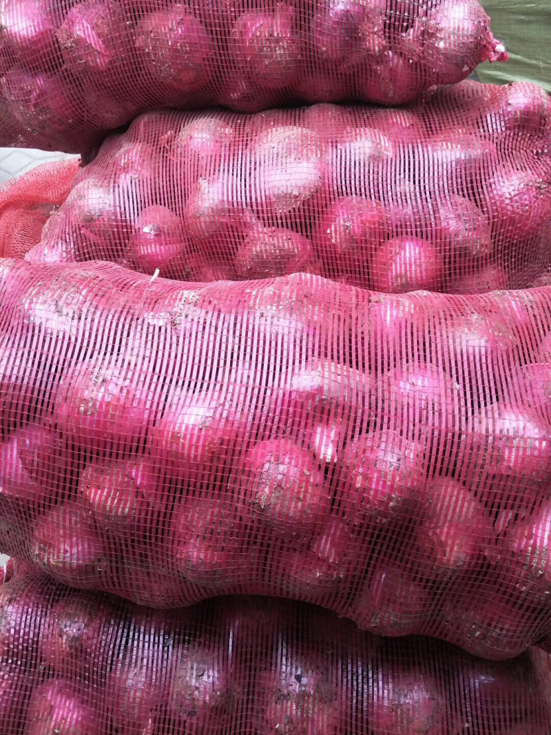 精品紫皮洋葱大量上市