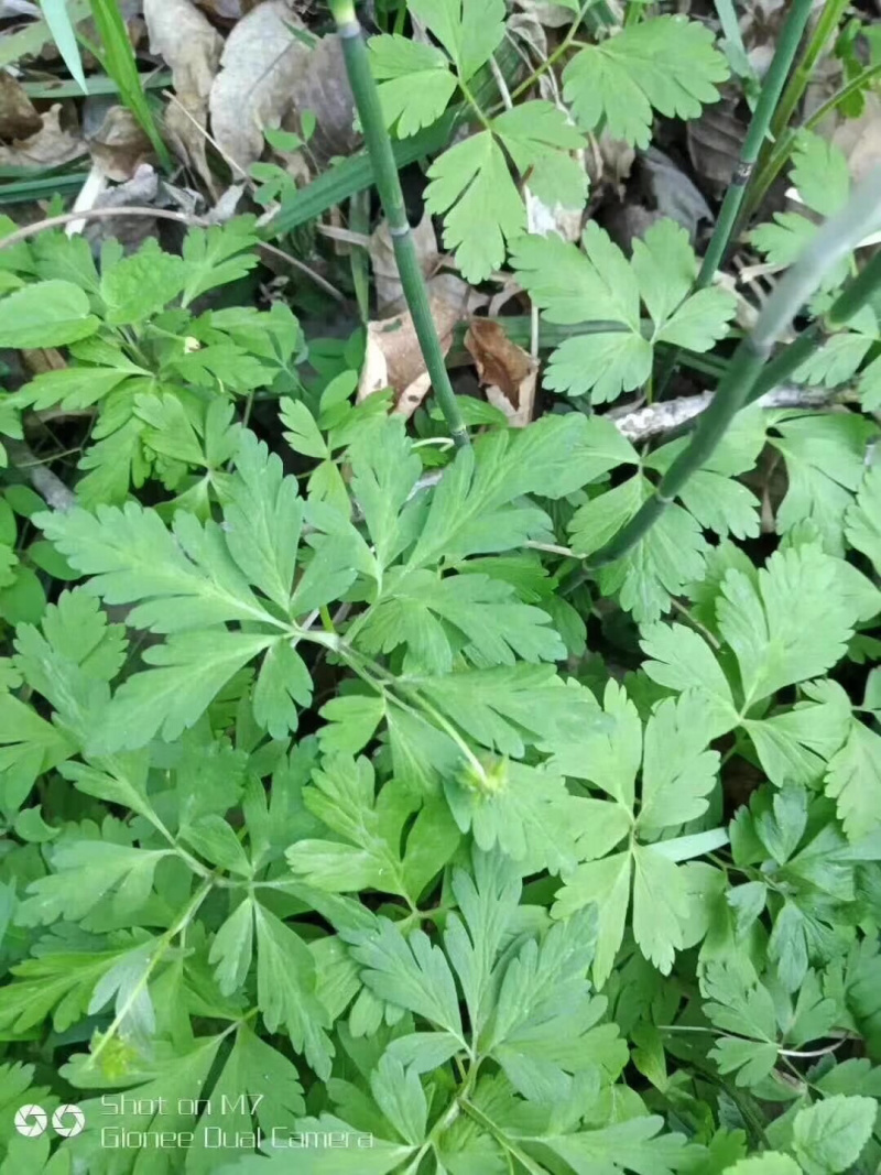 黄莲花根