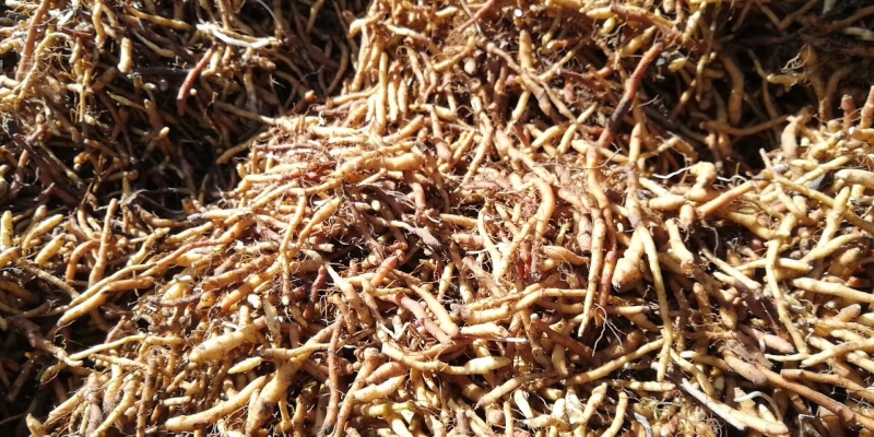 黄莲花根
