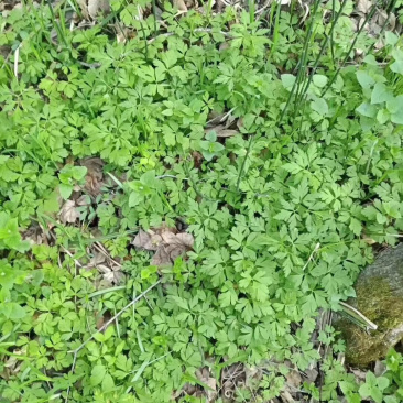 黄莲花根