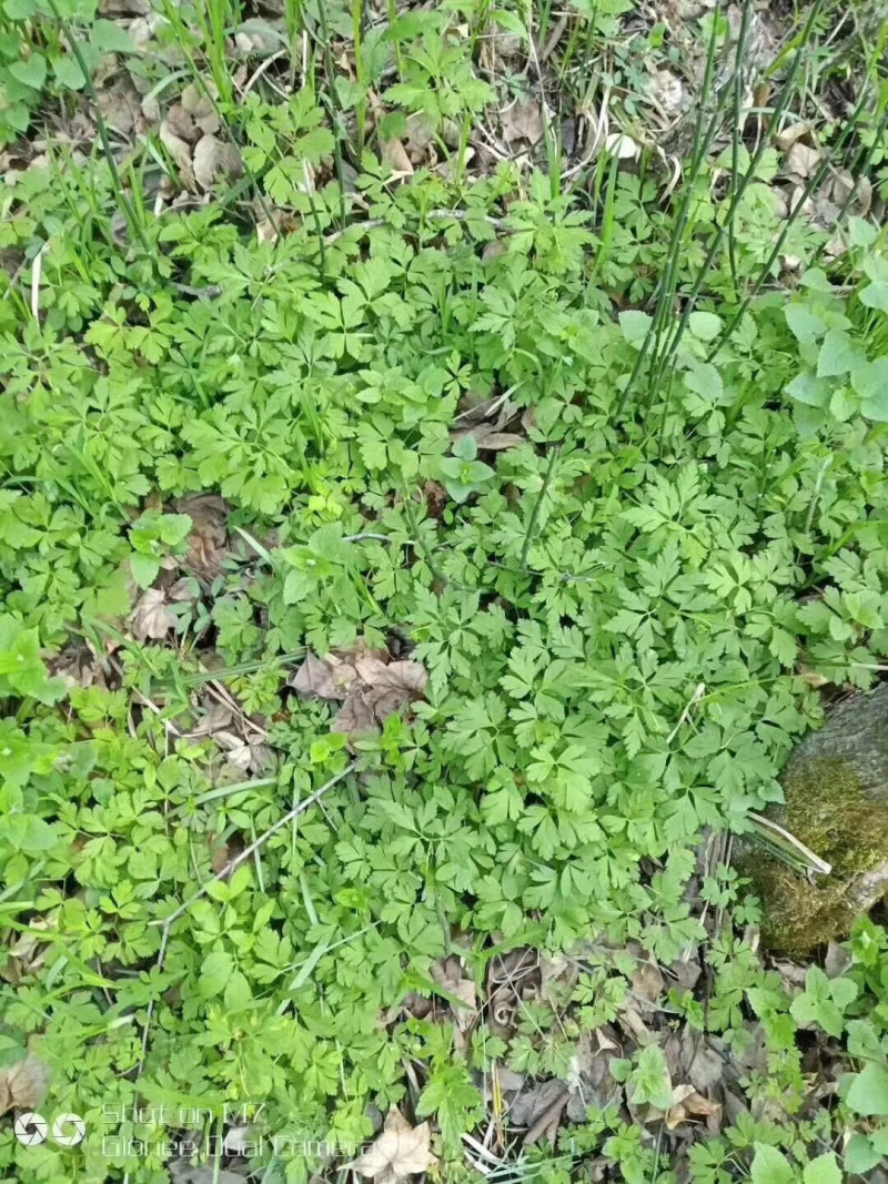 黄莲花根