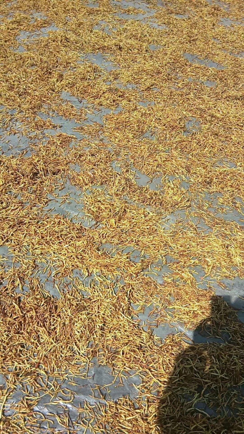 黄莲花根