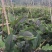 紫红长茄五两以上。量大从优