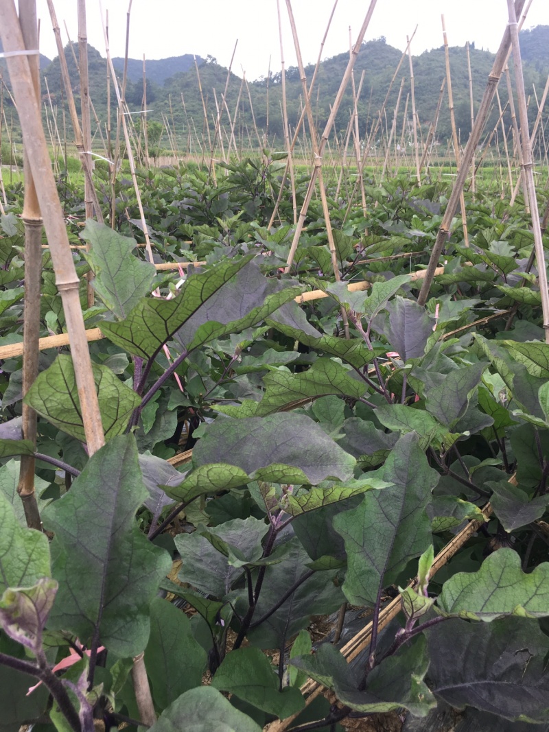 紫红长茄五两以上。量大从优