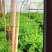 冷棚芹菜，陆地芹菜大量都有货