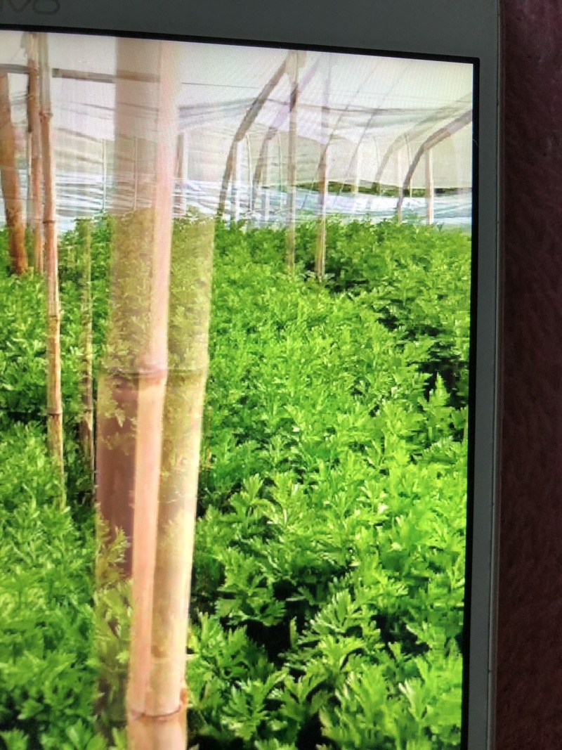冷棚芹菜，陆地芹菜大量都有货