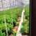 冷棚芹菜，陆地芹菜大量都有货