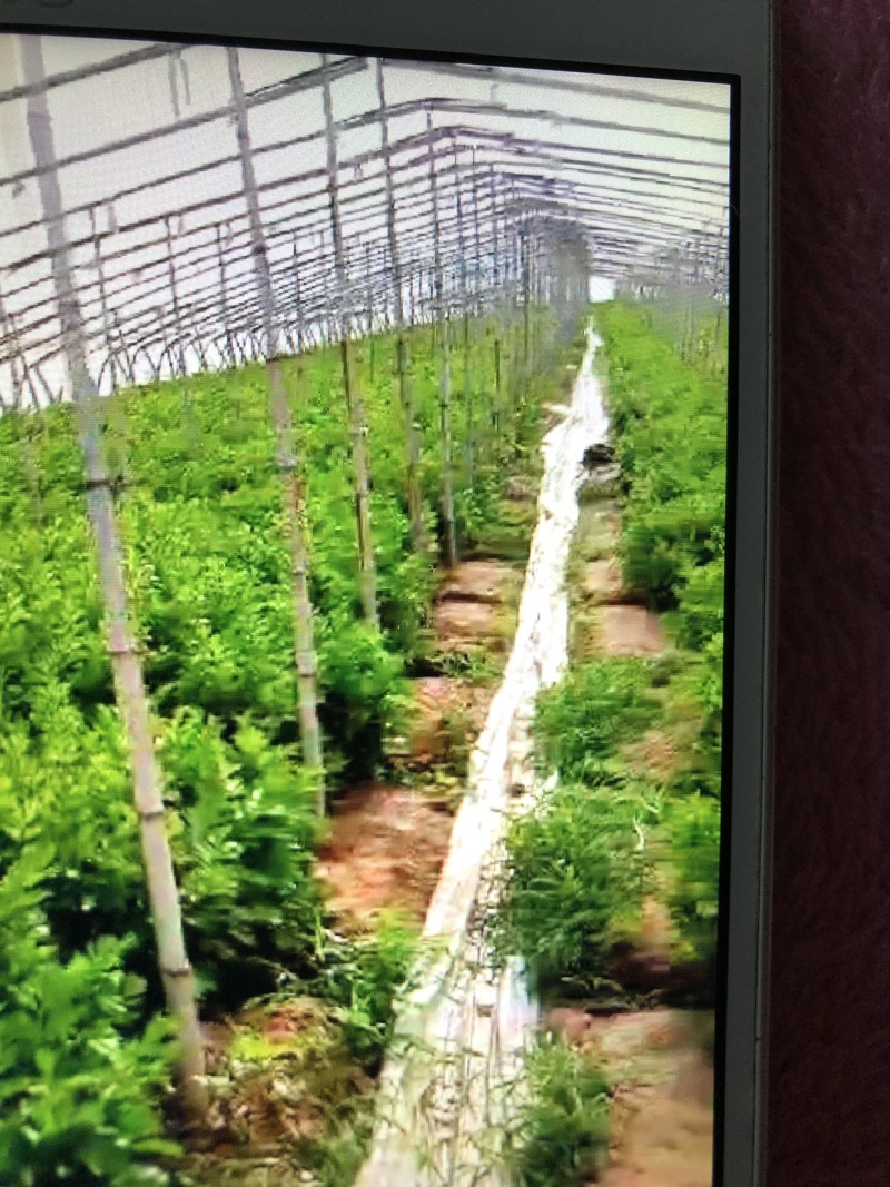 冷棚芹菜，陆地芹菜大量都有货