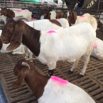 供应波尔山羊、纯种波尔山羊种羊，怀孕羊繁殖多，教养殖技术