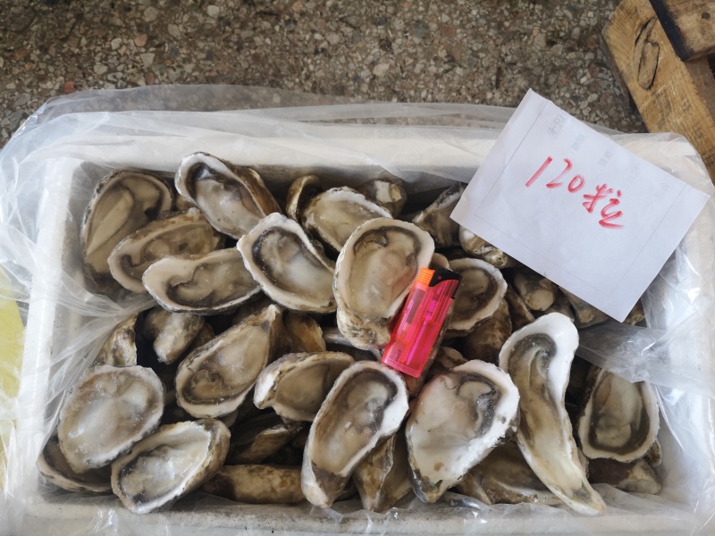 半壳生蚝，男人的加油站，女人的美容院