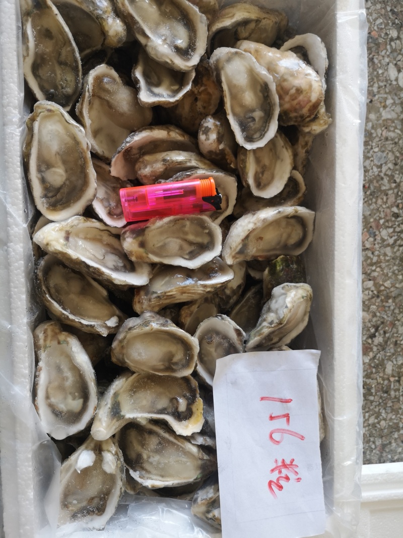 半壳生蚝，男人的加油站，女人的美容院