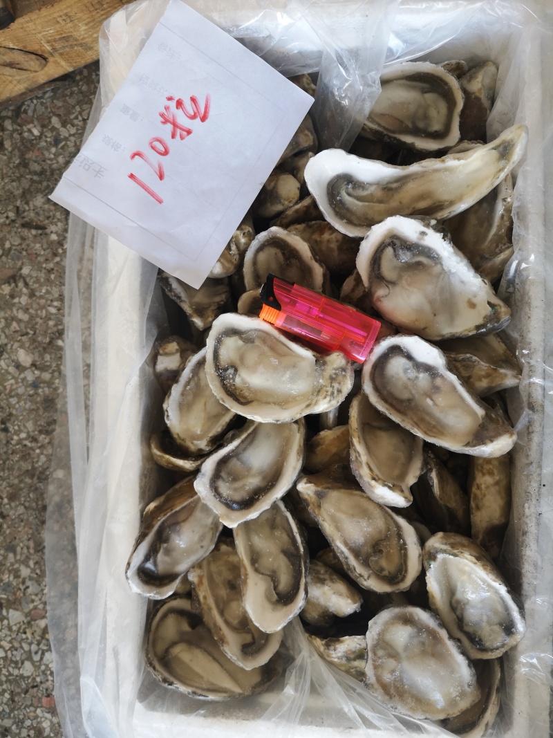 半壳生蚝，男人的加油站，女人的美容院