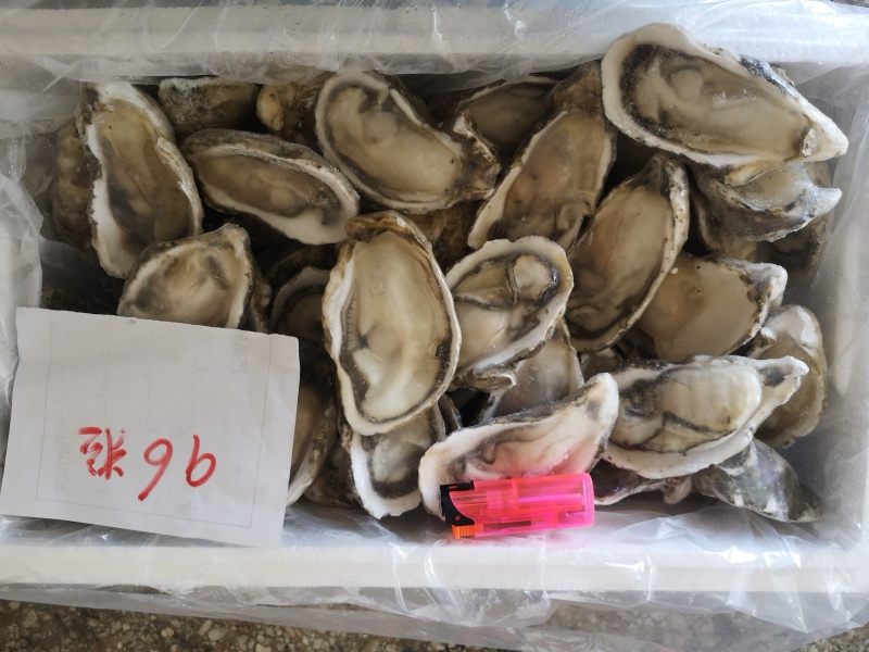 半壳生蚝，男人的加油站，女人的美容院
