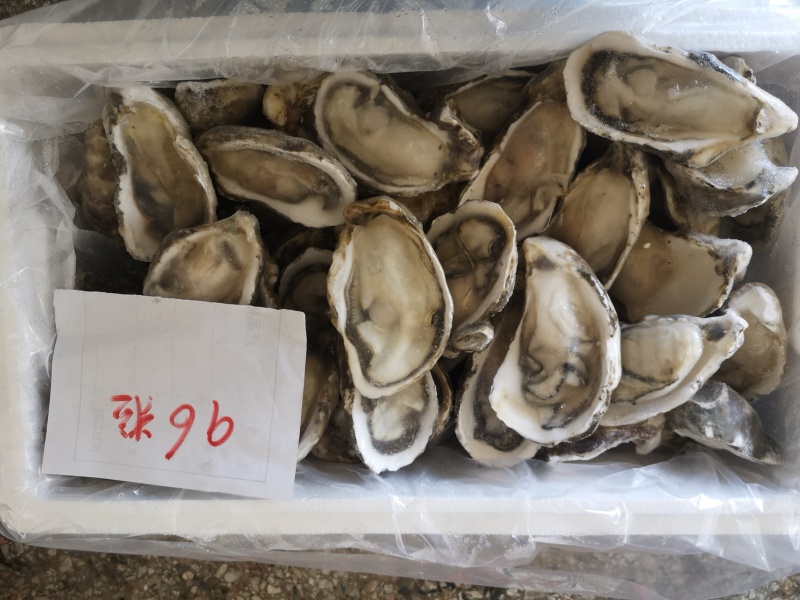 半壳生蚝，男人的加油站，女人的美容院