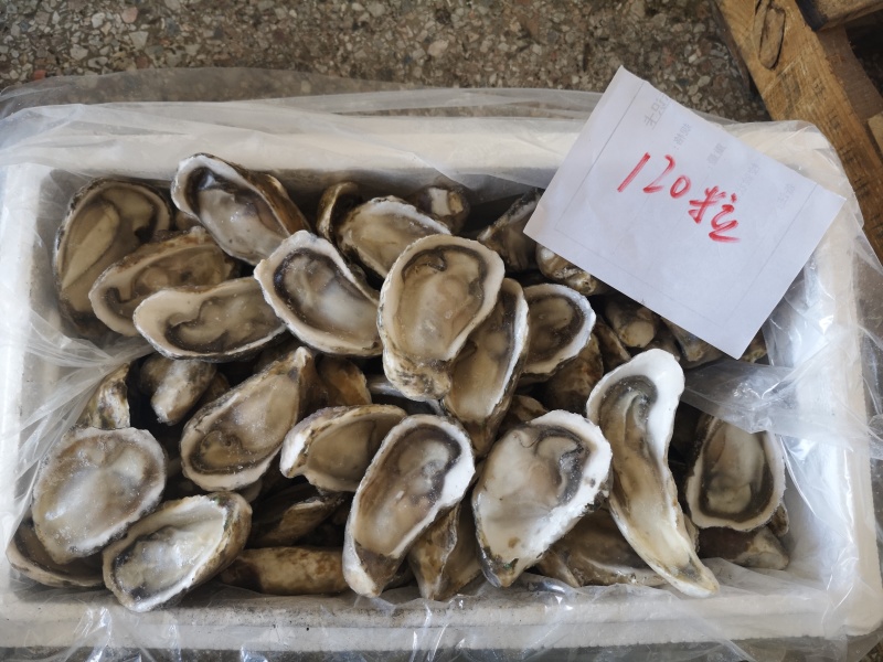 半壳生蚝，男人的加油站，女人的美容院