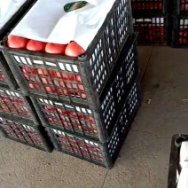 西红柿