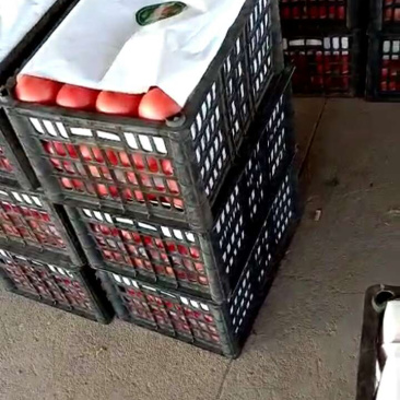 西红柿