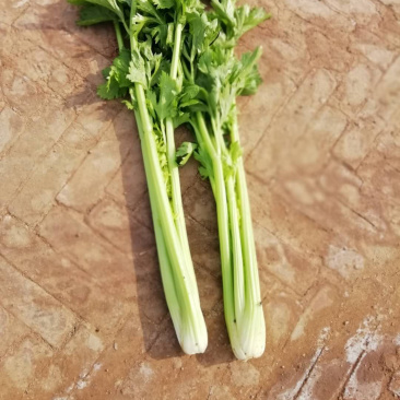 芹菜