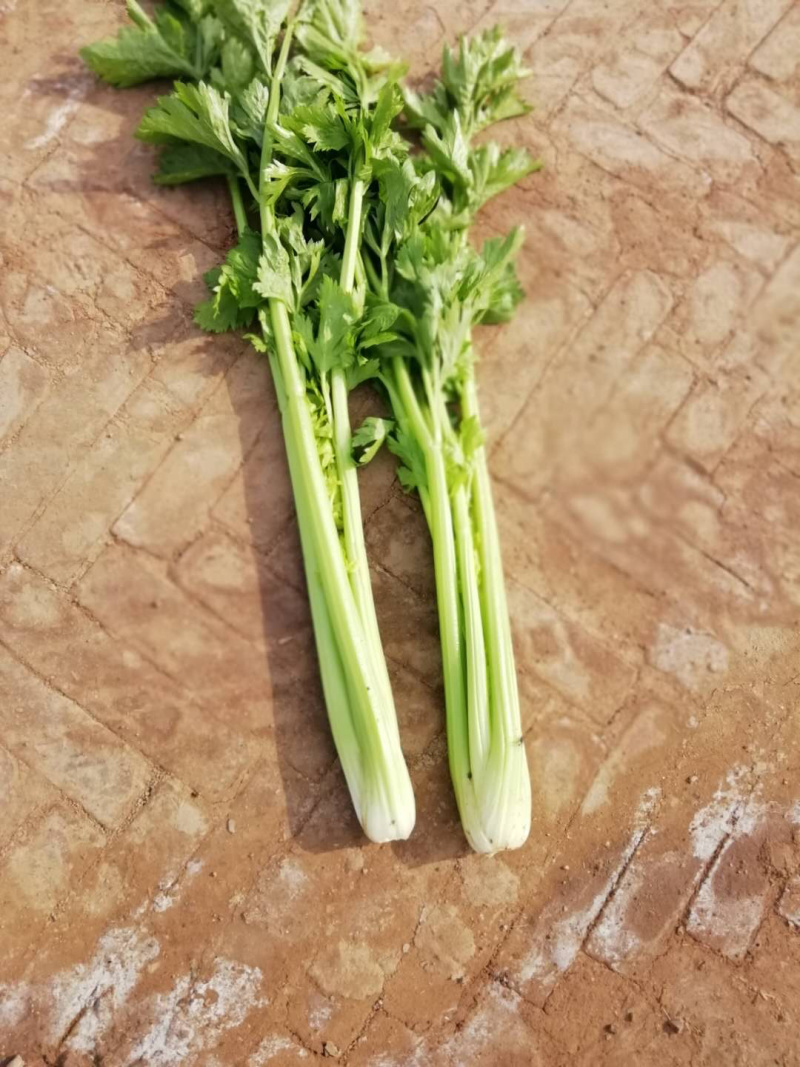 芹菜